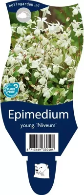 Epimedium youngianum Niveum vaste plant Griffioen - Griffioen Epimedium youngianum Niveum vaste plant Griffioen - Griffioen