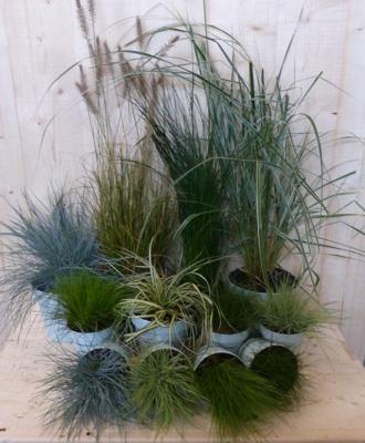Planten Grassenpakket plantenbox circa 6 tot 10 planten Warentuin Natuurlijk - Warentuin natuurlijk