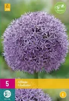 Allium gladiator 5 bollen - thumbnail