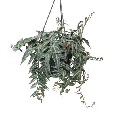 Parthenocissus Amazonica (Hangplant) - P 15 cm