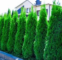 Westerse levensboom haag - thumbnail