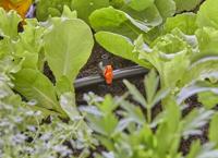 GARDENA 13231-20 Micro-Drip system Regelklep - thumbnail