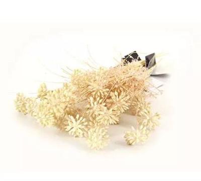 Kunst Tak Dille Creme Buitengewoon de Boet - Buitengewoon de boet