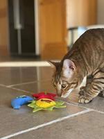 Yeowww! Sun Moon and Stars - thumbnail