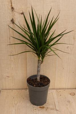 Drakenbloedboom Dracaena Fragrans Marginata Green/Groen H40-60 cm potmaat 17 cm 1 stam kamerplant Warentuin Natuurlijk - Warentuin natuurlijk