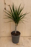 Drakenbloedboom Dracaena Fragrans Marginata Green/Groen H40-60 cm potmaat 17 cm 1 stam kamerplant Warentuin Natuurlijk - Warentuin natuurlijk - thumbnail