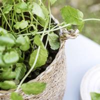 Society of Lifestyle 212470104 serveerschaal - thumbnail