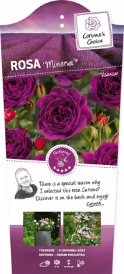 Struikroos Minerva - Violet Roos Struikroos Minerva - Violet Roos
