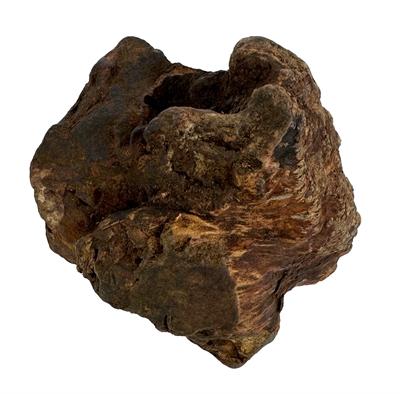 Dog Woodzzz kauwwortel met olijfolie