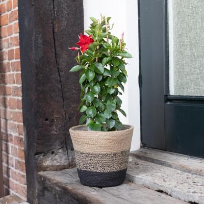 Mandevilla Sundaville - Dipladenia - Rood - P17