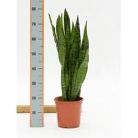 Sansevieria coral black M kamerplant - thumbnail