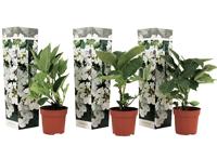 Set van 3 Hortensia's 'Hydrangea Teller' - wit - thumbnail