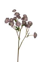 Astrantia l60cm mauve kunstbloem Louis Maes - Louis maes - thumbnail