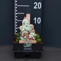 Steenbreek (saxifraga arendsii "Carpet White") bodembedekker - 4-pack - 1 stuks - thumbnail