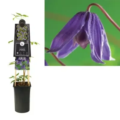 Paarse bosrank (Clematis alpina "Helsingborg") klimplant