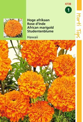 Zaden Tagetes hoge Afrikaan Hawaii oranje Hortitops - Hortitops