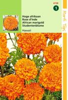 Zaden Tagetes hoge Afrikaan Hawaii oranje Hortitops - Hortitops - thumbnail