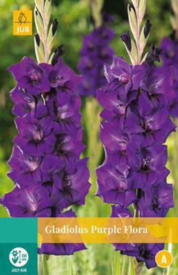 Bloembollen Gladiolus Purple Flora 10st