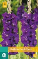 Bloembollen Gladiolus Purple Flora 10st - thumbnail