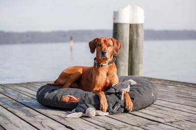 Knuffel voor honden Trixie Polyester Pluche Katoen Vis 35 cm - thumbnail
