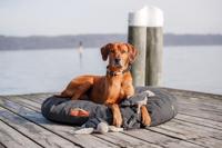 TRIXIE BE NORDIC HONDENSPEELGOED SCHOL HAJO STOF / PLUCHE 35 CM 2 ST - thumbnail