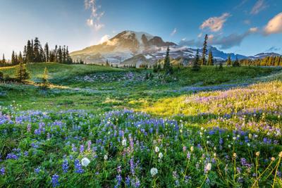 Schilderij - Weide uitzicht , 2 maten, Premium print