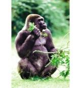 Animal Essences Gorilla 30 Milliliter Animal Essences Gorilla 30 Milliliter