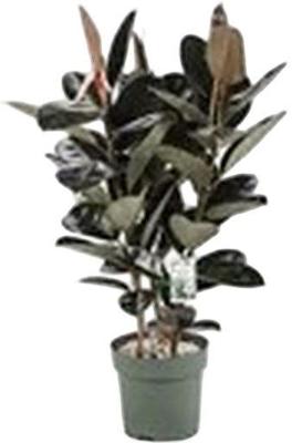 Ficus Makana - Sofia Toef Potmaat 30 H120-130 kamerplant Beautanic Lifestyle - Beautanic lifestyle