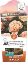 Struikroos Marie Curie - Pastel Roos - thumbnail