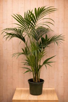 Kentiapalm Howea Forsteriana kamerplant potmaat 22 cm H140-160 cm Warentuin Natuurlijk - Warentuin natuurlijk