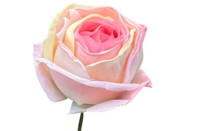 Enkele roos roze Buitengewoon de Boet - Buitengewoon de boet Enkele roos roze Buitengewoon de Boet - Buitengewoon de boet