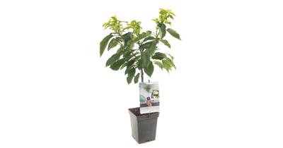 Kersenboom (prunus avium "Sunburst") fruitbomen - In 5 liter pot - 1 stuks Kersenboom (prunus avium "Sunburst") fruitbomen - In 5 liter pot - 1 stuks