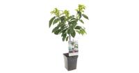 Kersenboom (prunus avium "Sunburst") fruitbomen - In 5 liter pot - 1 stuks - thumbnail