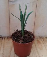 3 stuks! Sneeuwklokje Galanthus Warentuin Natuurlijk - Warentuin natuurlijk - thumbnail