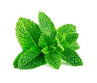 Groene Munt zaden - Kruizemunt - thumbnail