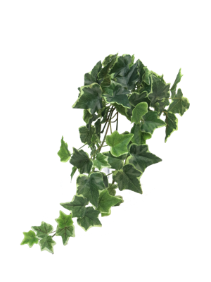 Ivy Chicago hanger M variegated 46 cm kunstbloem Erutan Avon - Erutan avon Ivy Chicago hanger M variegated 46 cm kunstbloem Erutan Avon - Erutan avon