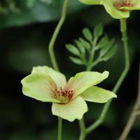 Kunst Bloesemtak Nigra 90cm Groen - thumbnail