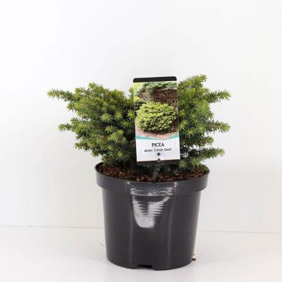 Picea abies little gem Conifeer Fijnspar Warentuin Natuurlijk - Warentuin natuurlijk