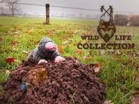 Wild Life Dog Mol - thumbnail