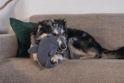 Beeztees Minus One hondenspeelgoed walvis grijs