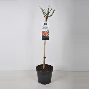 Persica roos op stam (rosa Persica "For your Eyes only"®) - 3 stuks