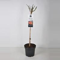 Persica roos op stam (rosa Persica "For your Eyes only"®) - 3 stuks - thumbnail