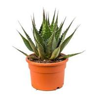 Agave montana helena kamerplant - thumbnail