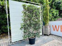 Osmanthus heterophyllus - Leischerm - thumbnail