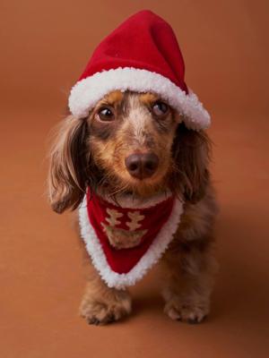 Bandanaslabbetje + kerstmuts voor de hond FAMILY rood