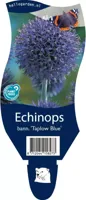 Echinops bann. Taplow Blue vaste plant Griffioen - Griffioen - thumbnail