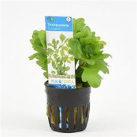 Shinnersia rivularis
 - 6 stuks - aquarium plant - thumbnail