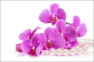 Fotobehang - bloemen en Parels, te koop in 11 maten, Premium print, incl behanglijm