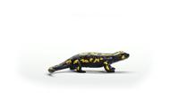 Schleich wild life vuursalamander 14870 - thumbnail