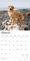 Golden Retriever Kalender 2026 - thumbnail